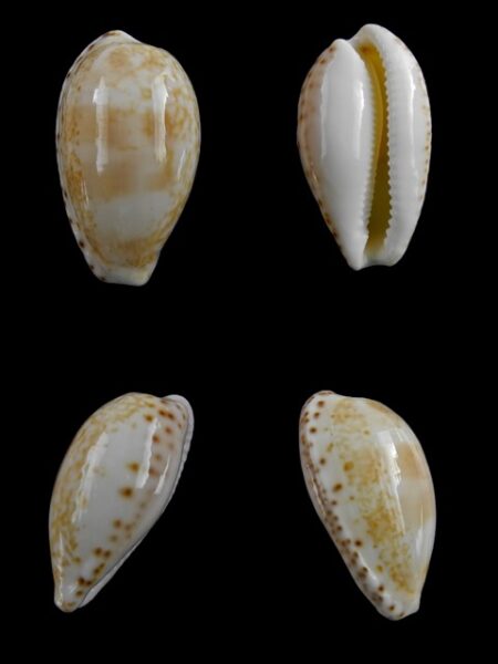 Cypraea piperita piperita Gem 25,6 mm-0