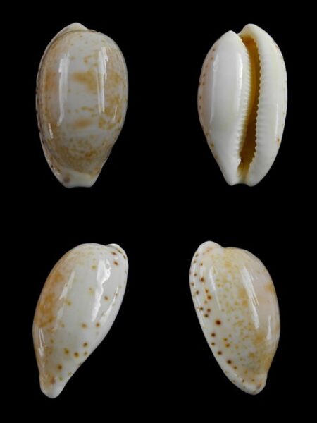 Cypraea piperita piperita Gem 27,7 mm-0