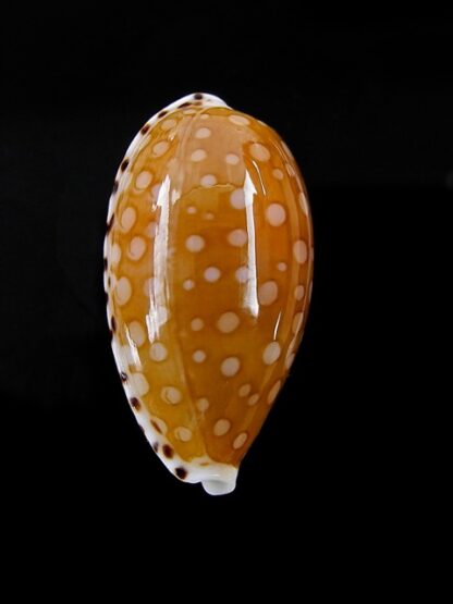Cypraea cumingii. f. cleopatra " Geant " 25,6 mm Gem-6950