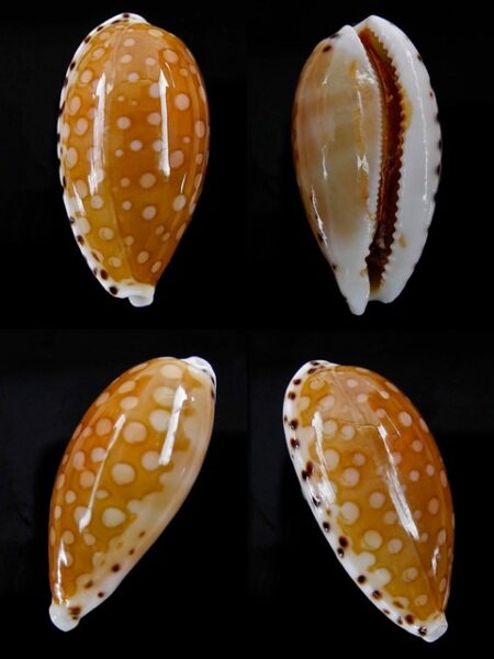 Cypraea cumingii. f. cleopatra " Geant " 25,6 mm Gem-0