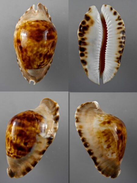 Zoila marginata consueta " darck" F+++ / Gem 58,2 mm-0