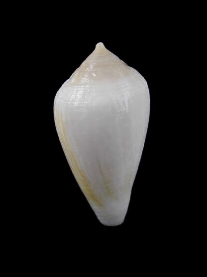 Conus cocceus " albino" Gem 29,8 mm-7862