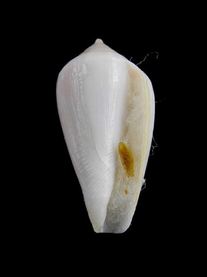 Conus cocceus " albino" Gem 29,8 mm-7861