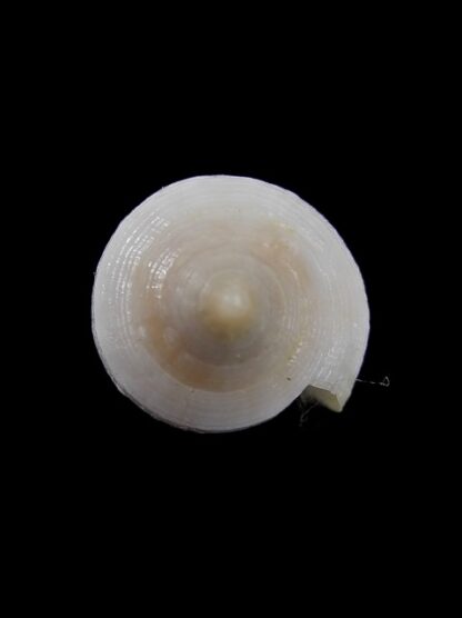 Conus cocceus " albino" Gem 29,8 mm-7863