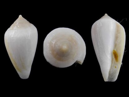 Conus cocceus " albino" Gem 29,8 mm-0