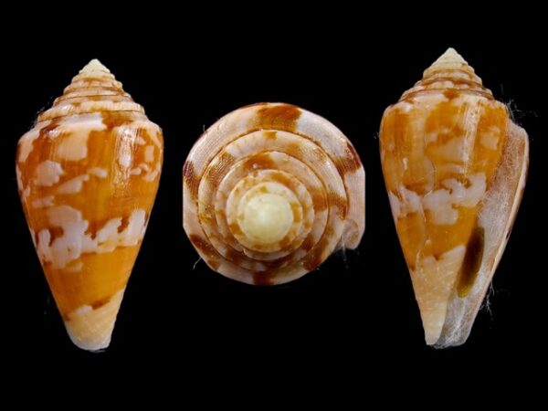 Conus klemae Gem 29,4 mm-0