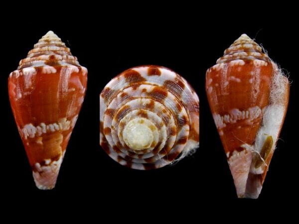 Conus klemae Gem 30 mm-0