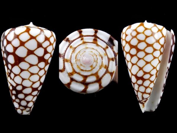 Conus marchionatus 37 mm Gem-0