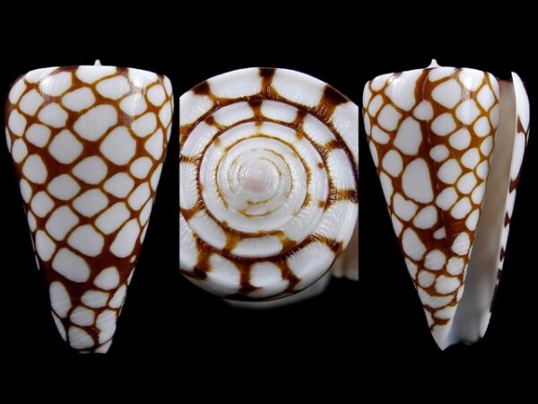 Conus marchionatus 40,4 mm Gem-0