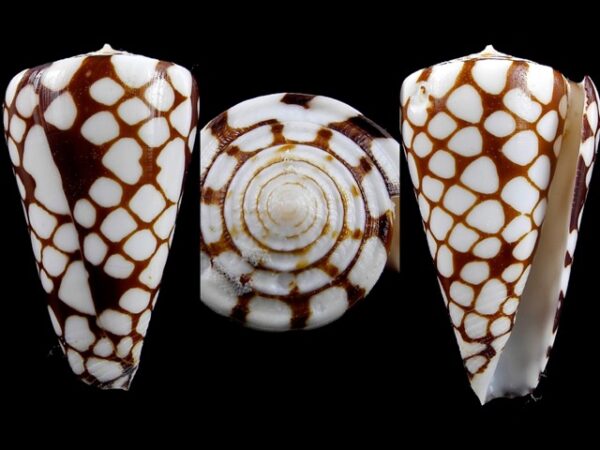 Conus marchionatus 42,2 mm Gem-0