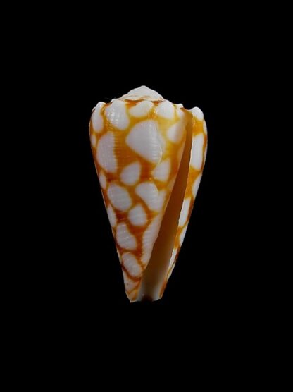 Conus marmoreus f. orange Gem- 29,5 mm-7859