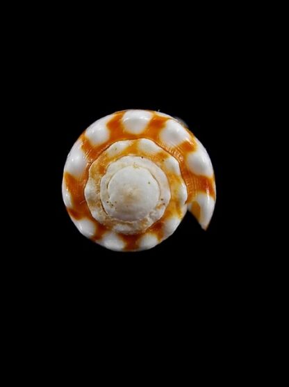 Conus marmoreus f. orange Gem- 29,5 mm-7857