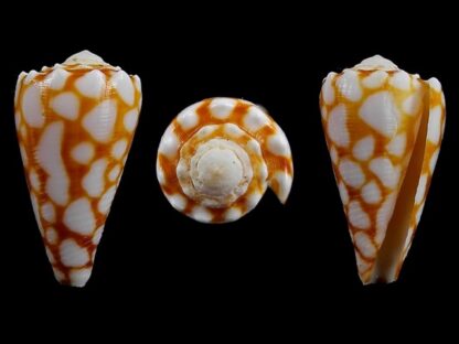 Conus marmoreus f. orange Gem- 29,5 mm-0