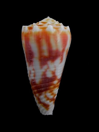 Conus merletti Gem 45,6 mm-7855