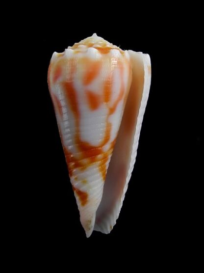 Conus merletti Gem 45,6 mm-7856