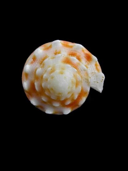 Conus merletti Gem 45,6 mm-7853
