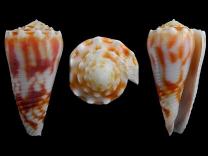 Conus merletti Gem 45,6 mm-0