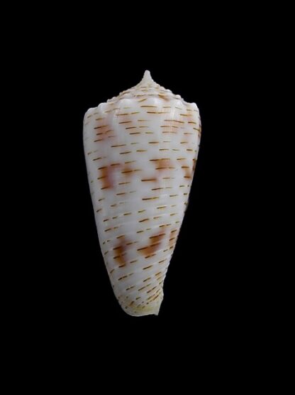 Conus santinii Gem 25,6 mm-7793