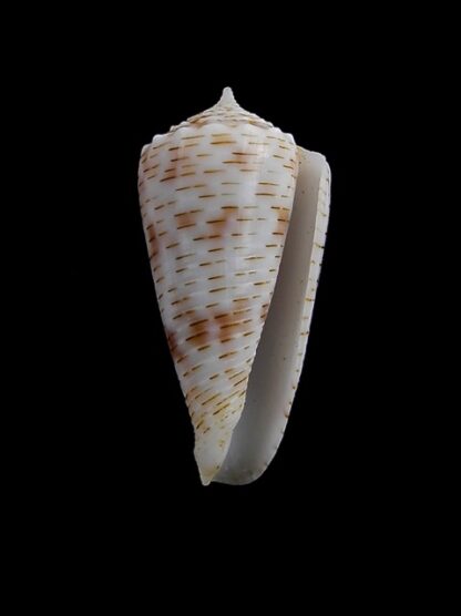 Conus santinii Gem 25,6 mm-7790