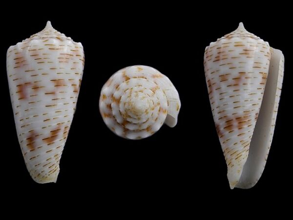Conus santinii Gem 25,6 mm-0