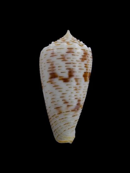 Conus santinii Gem 27,8 mm-7785