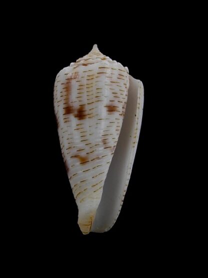 Conus santinii Gem 27,8 mm-7784