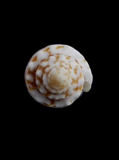 Conus santinii Gem 27,8 mm-7782
