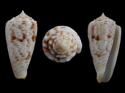 Conus santinii Gem 27,8 mm-0
