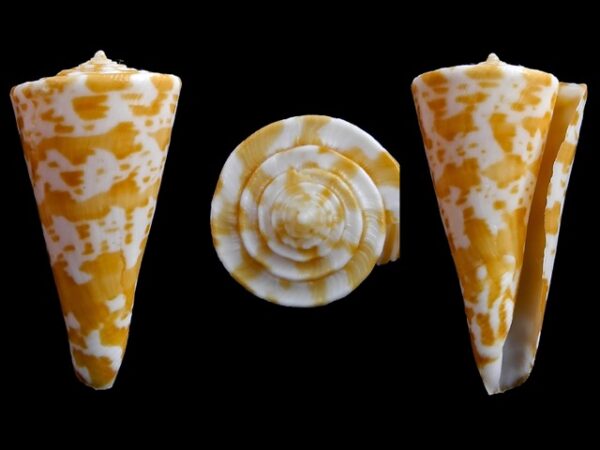Conus sculletti F+++/Gem 33,5 mm-0
