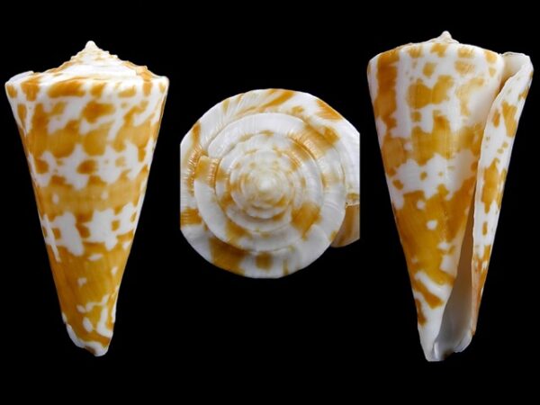 Conus sculletti F+++/Gem 35,9 mm-0