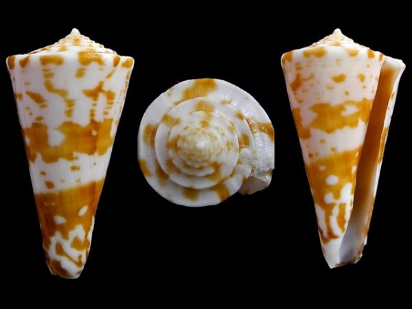 Conus sculletti F+++/Gem 34,2 mm-0