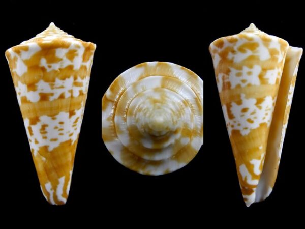 Conus sculletti F+++/Gem 44,5 mm-0