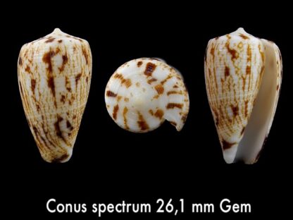 Conus spectrum Gem 26,1 mm-0