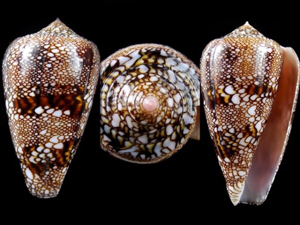 Cylindrus textillinus 46,3 mm Gem-0