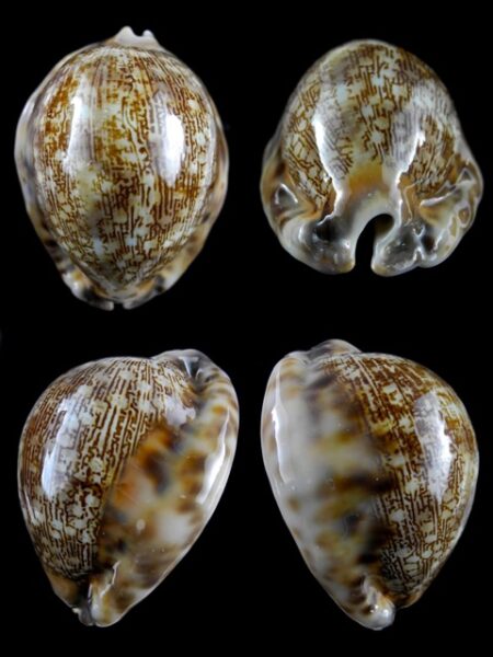 Cypraea asiatica f. gibba. 67,8 mm Gem-0