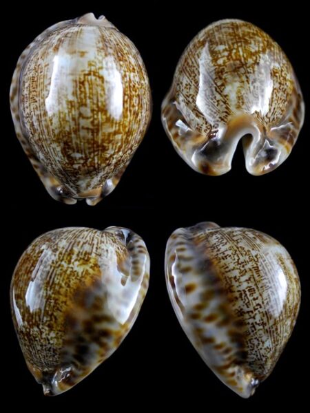 Cypraea asiatica f. gibba. 75,1 mm Gem-0