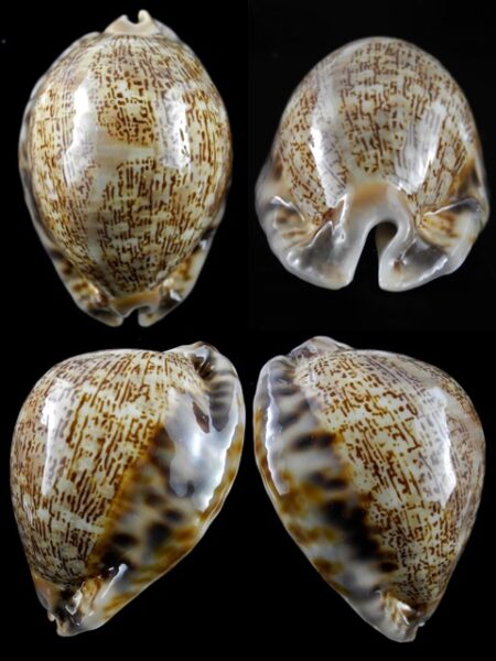 Cypraea asiatica f. gibba. 77,2 mm Gem-0