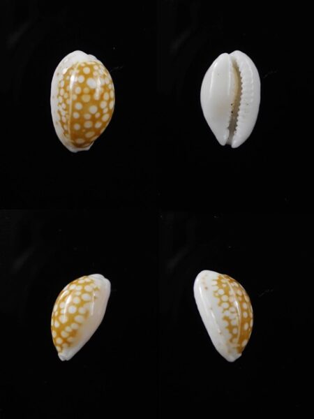 Cypraea catholicorum 12,6 mm Gem-0