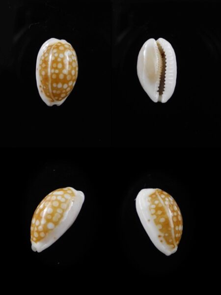 Cypraea catholicorum 14,2 mm Gem-0