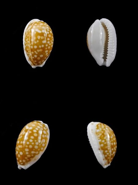 Cypraea catholicorum 16,4 mm Gem-0