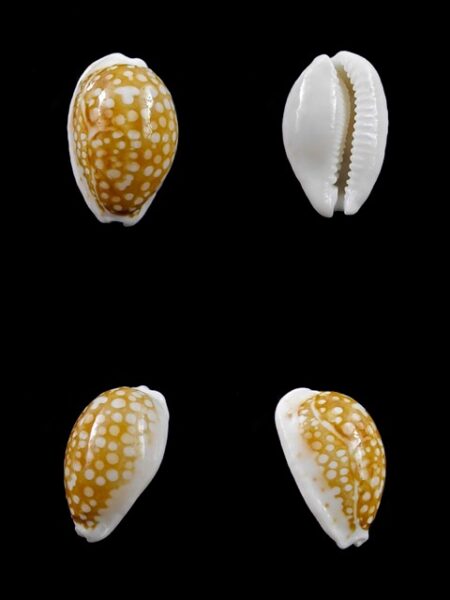 Cypraea catholicorum 17,2 mm Gem-0