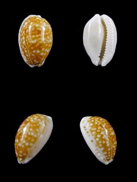 Cypraea catholicorum 17 mm Gem-0