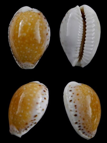 Cypraea cernica leforti Gem 24,4 mm-0