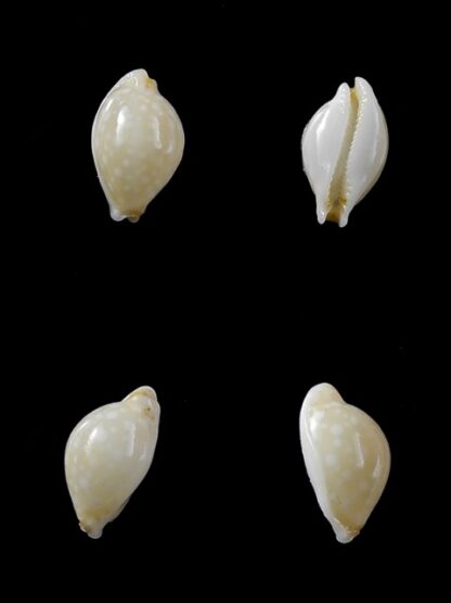 Cypraea dillwynii 11,2 mm Gem-0