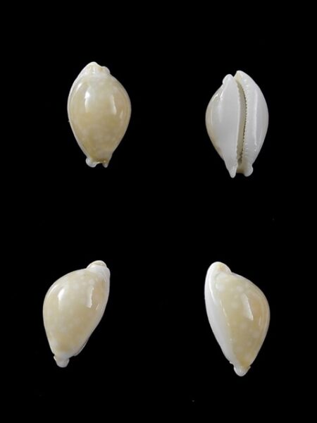 Cypraea dillwynii 11,7 mm Gem-0