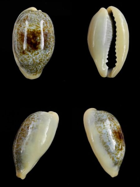Cypraea errones coxi Gem 29,4 mm-0