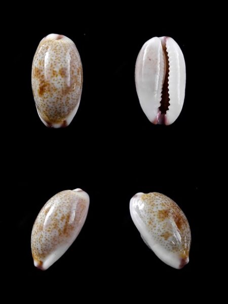 Cypraea fimbriata marquesana 14,2 mm Gem-0
