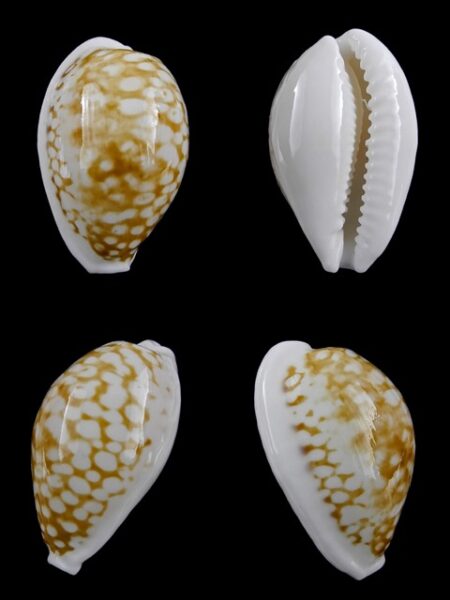 Cypraea cribraria gravida 27,8 mm Gem-0