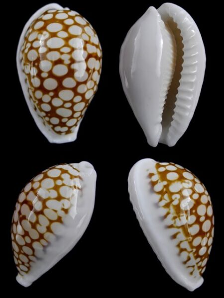 Cypraea cribraria gravida 34,2 mm Gem-0