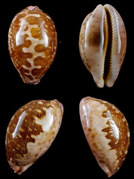Cypraea mappa viridis f. montrouzieri 66,8 mm Gem-0